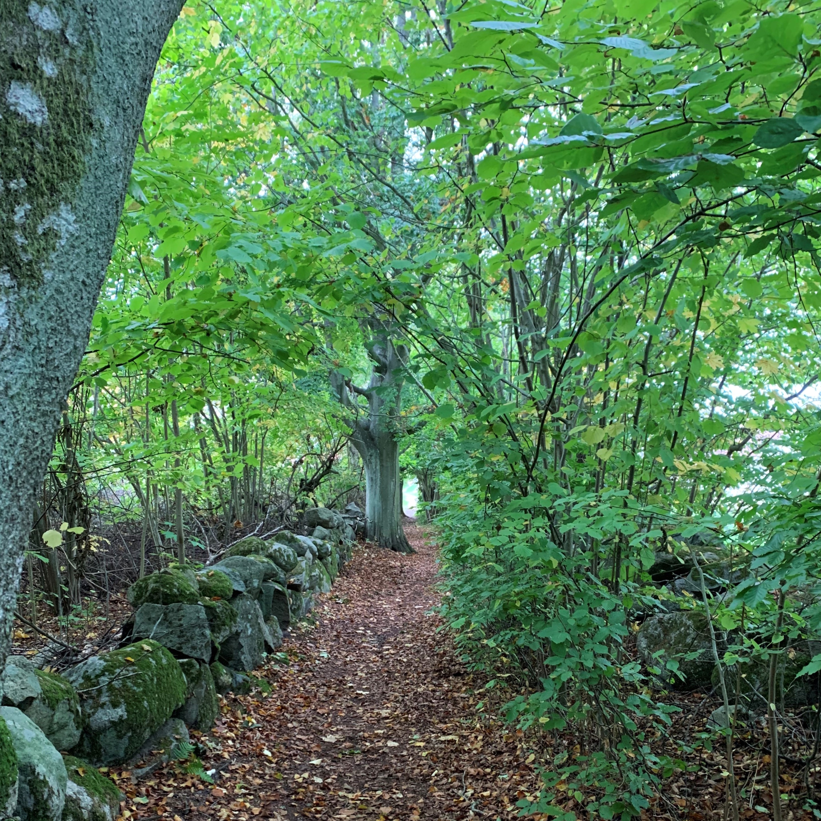 Beech forest